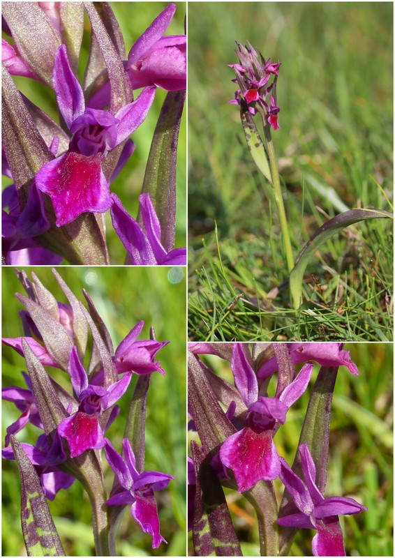Una giornata a Valparola. Dactylorhiza, Nigritella e grandi montagne!